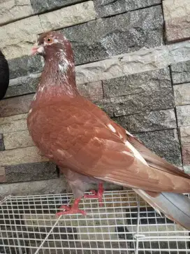 Merpati kolong bebas