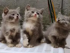 Kitten BSH x Scottish ada 3 ekor kucing