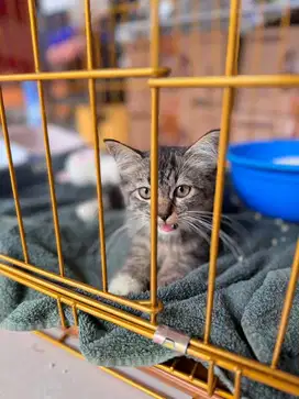 Persia Kitten 2.5 Bulan