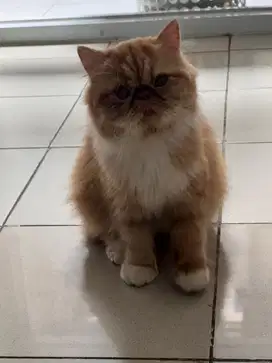 Peaknose Oyen Betina