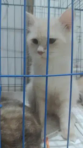 Boleh kucing persia nya nih jenis jantan dan betina.