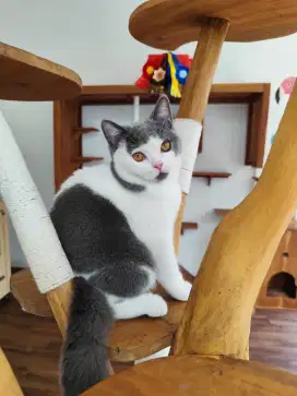 OPEN ADOPT KUCING BSH MALE BICOLOR (PED)