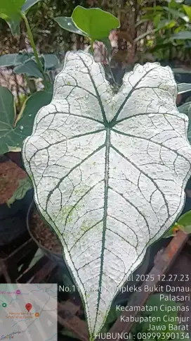 Jual Tanaman Caladium bicolor.