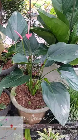 Tanaman Anthurium Andraeanum