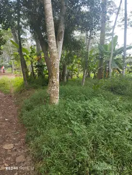 Dijual Tanah di Kedungpani Mijen, Kota Semarang