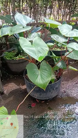 Tanaman hias homalomena