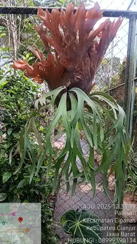 Jual Tanaman Paku Tanduk Rusa