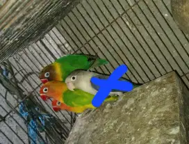 LOVEBIRD DEWASA JANTAN BETINA & BLOROK
