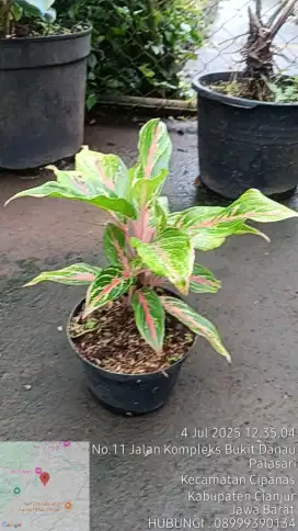 Tanaman Aglonema Butterfly