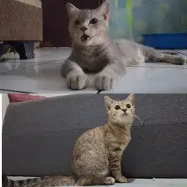 Kucing british shorthair Bsh jantan betina 8 bulan