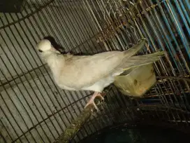 BURUNG PUTER PELUNG ASLI 3 BLN