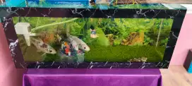 Di jual perset aquarium dan ikan koi