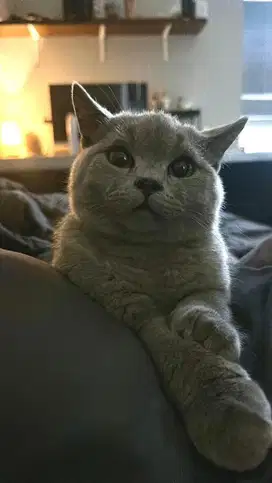 British short hair Bsh Jantan