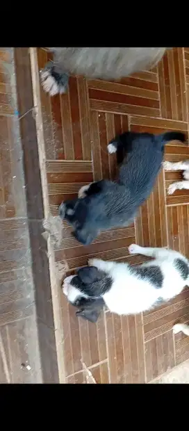 Anak anjing pudel chihuahua
