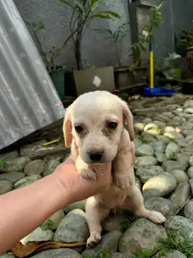 Dijual Anjing Beagle Murah