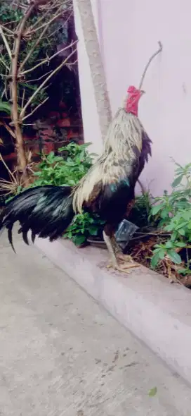 Ayam Pama pakhoy pukul ko Vidio ada mantap jos murah saja kosongin
