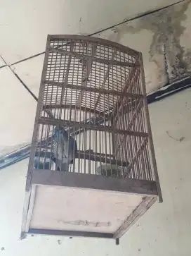 Dijual Burung Perkutut lokal