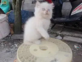 Himalaya red point jantan