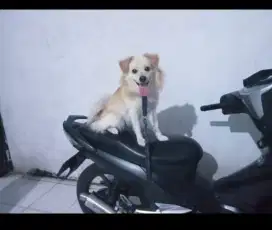 Anjing pom betina