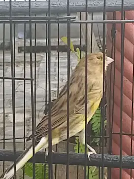 Kenari jantan warna hijau gelap riwikan kasar