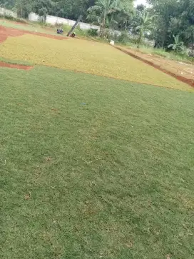 Ready Rumput Untuk Taman