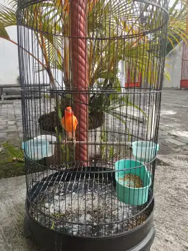 Kenari merlok jantan  SDH mulai ngelagu