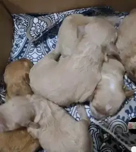 Dijual puppies poodle 5 ekor borongan