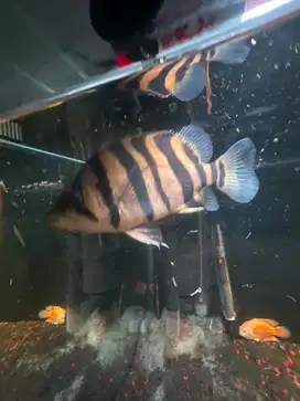 datz sumatra 4 bar 13 cm