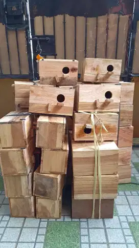 Glodok lovebird / parkit