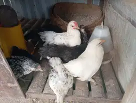 Ayam Kate Simbar