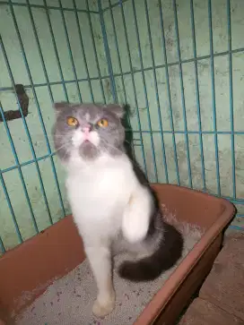Kucing bsh bicolor fold