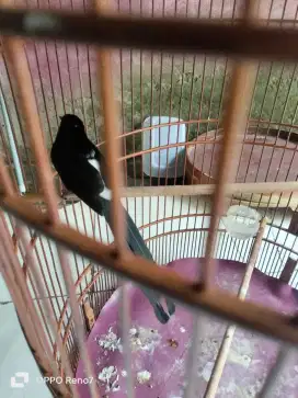Jual MB trah prestasi