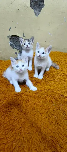 Anak Kucing/kitten Persia mix domestik