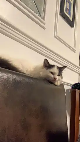 Kucing Persia Putih Hitam, Panda