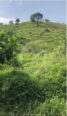 Dijual Tanah di Halambang Sentul Bogor