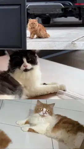Kucing Persia 8-1,4Tahun