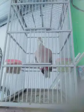 Burung puter cakkep