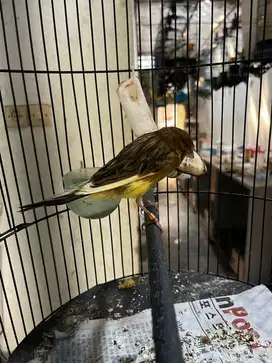 Kenari yorkshire x kenari rasmi