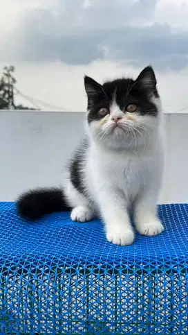 Kitten munckhin non standar