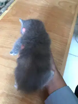 Kucing British Short Hair BSH (Kitten)