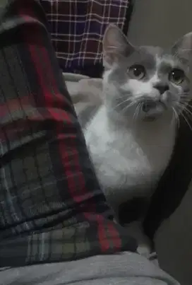 BSH Jantan Abu Putih MURAH