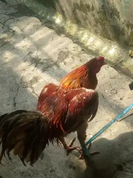 Ayam kampung x bangkok