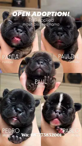 FRENCH BULLDOG PUPPY