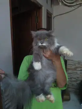 kucing kitten persia jantan