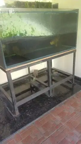 Aquarium jumbo 2 unit dan arwana golden
