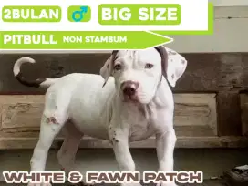 Anjing Pitbull Putih Corak Coklat Berkualitas & Jinak