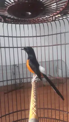 Burung muray prestasi