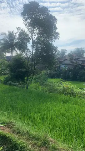 sawah murah sukabumi