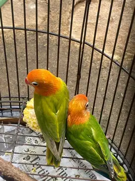Biola Sepasang Bio Green x Bio Pastel