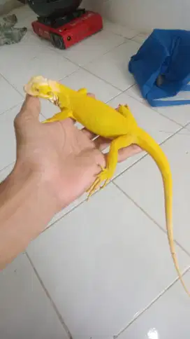 Iguana albino panjang 50cm